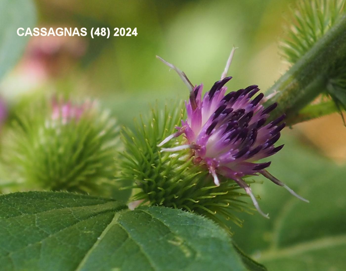 Burdock, Common flower